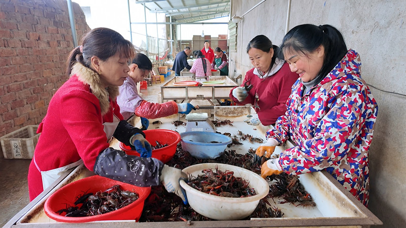 �����򣺵�Ϻ������ҵ�� ����ǯ����ũ����ʱ