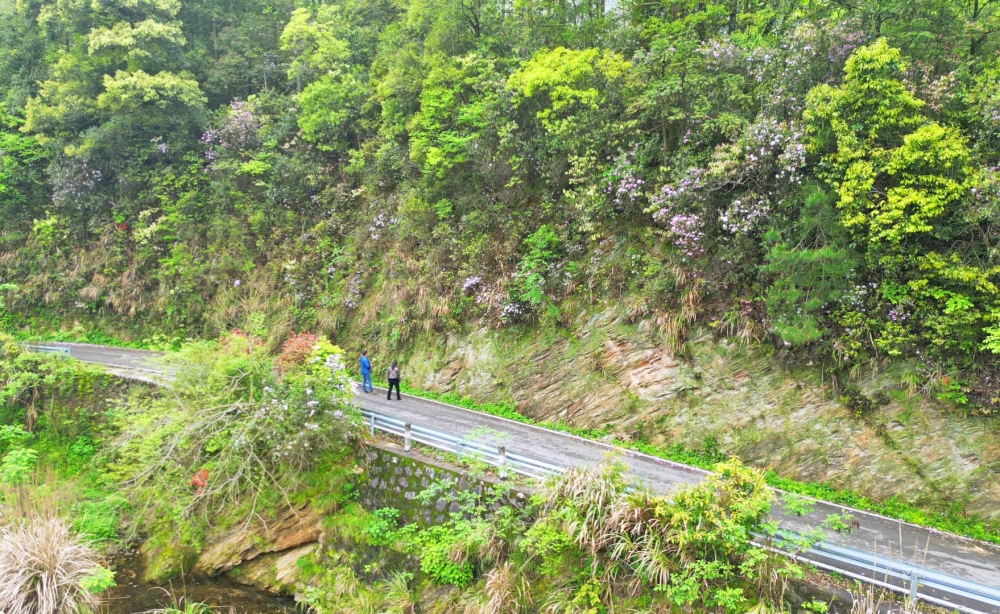 ��¥˾������ɽ�壺�ž黨������Ũ